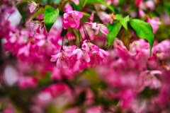海棠桜　弘前城