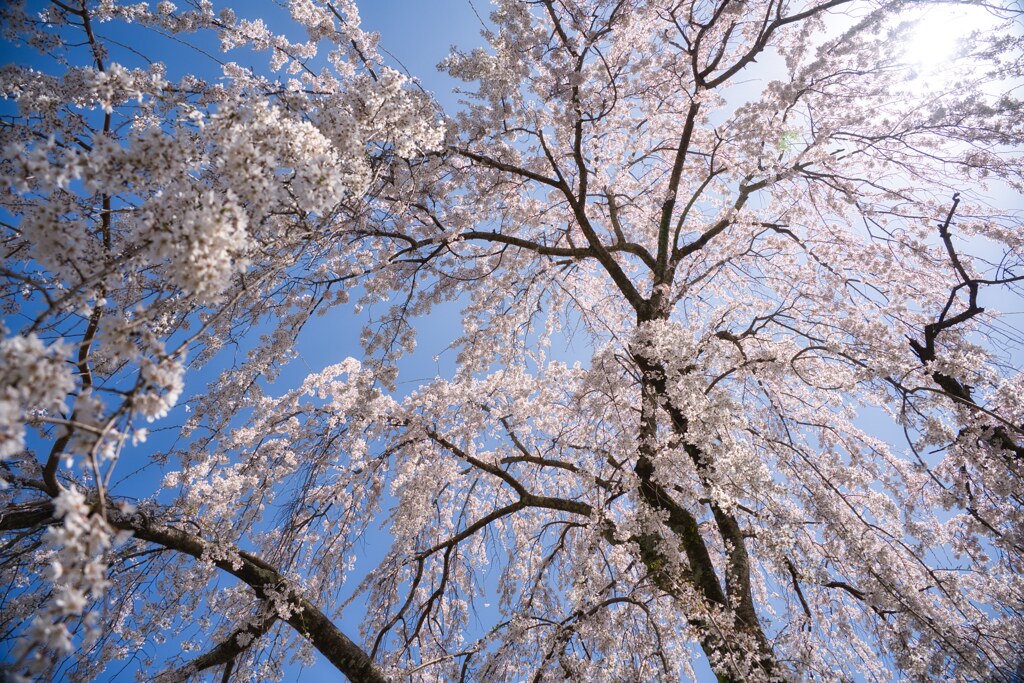 桜の中