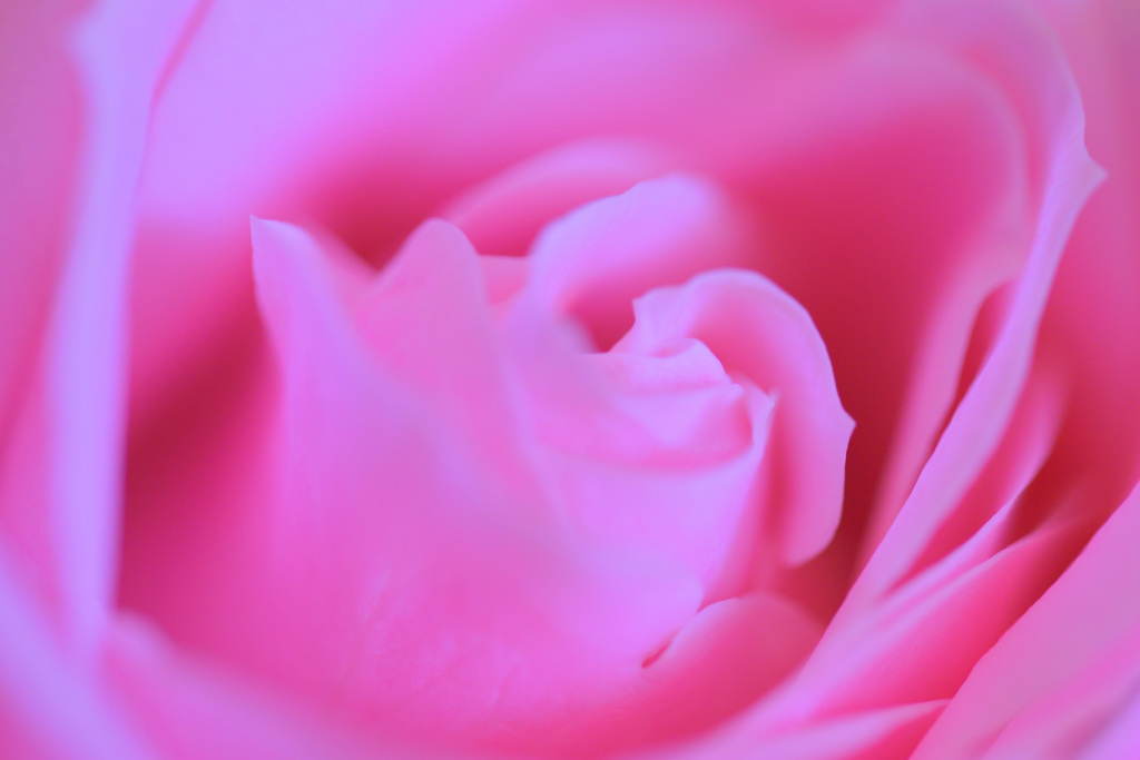 Pale pink roses☆