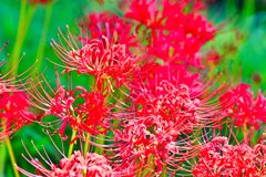 『死人花』とは可哀想