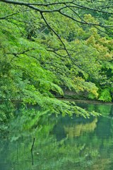 深緑