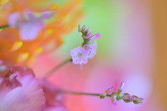 たくさんのお花の中で