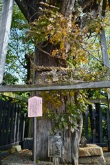 凌霄花　樹齢650年　犬山城