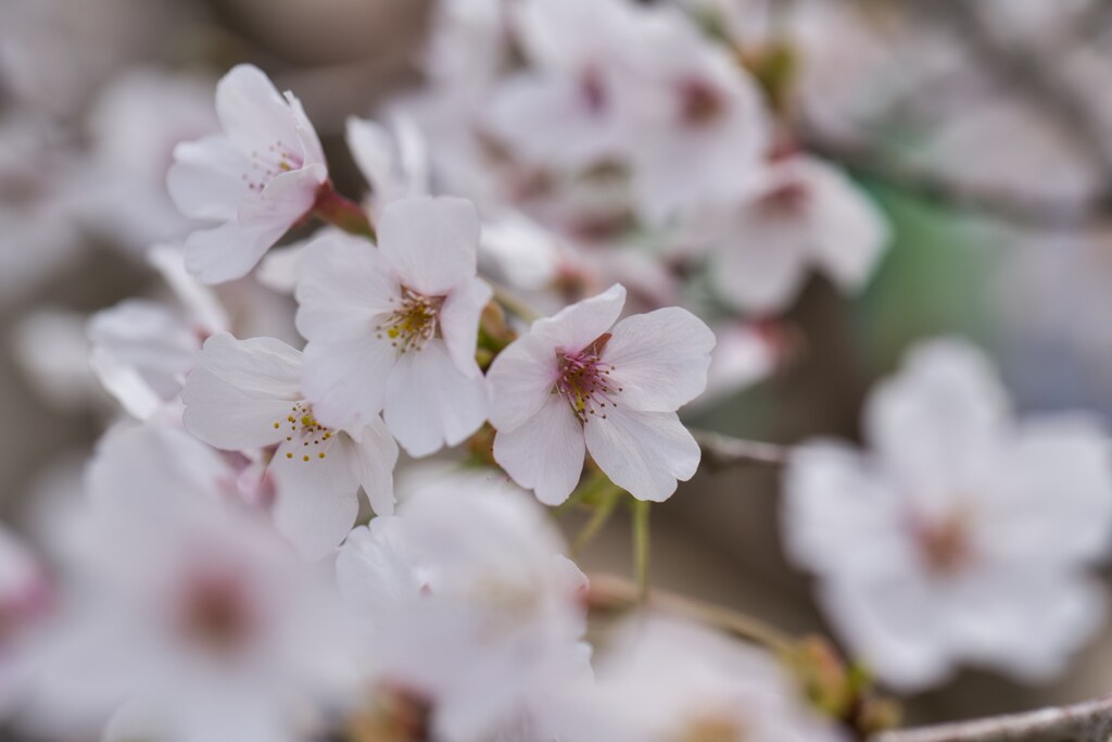 芯の赤さ