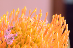 ふしぎな花