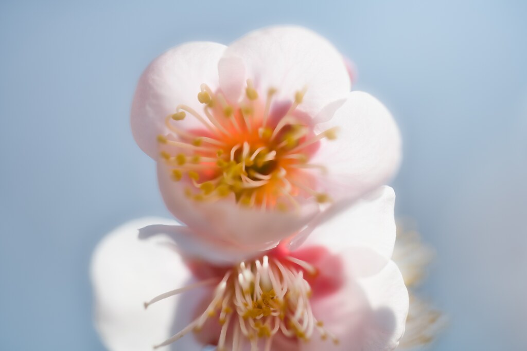 気品　花言葉