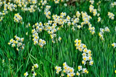 花言葉は「神秘」