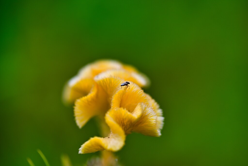 黄鶏頭