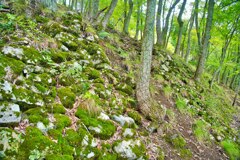 日本100名城　No.110　鎌刃城