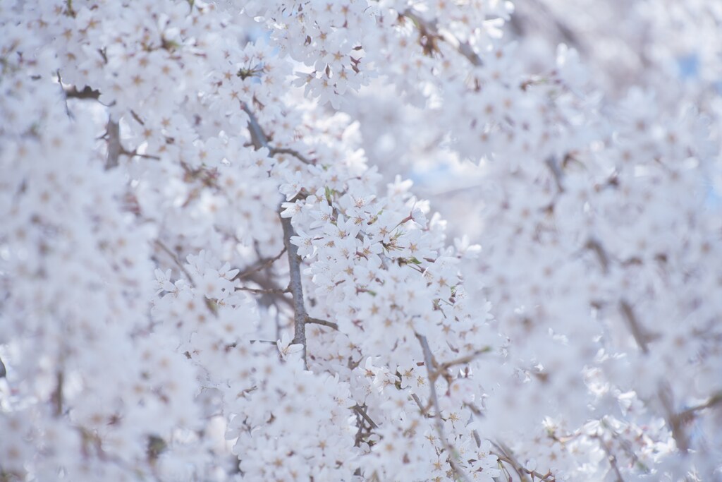 『桜の樹の下には』