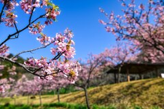 桜狩り