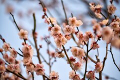 匂草