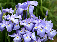菖蒲