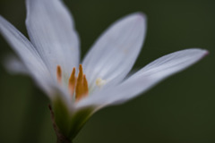 純白な愛　花言葉