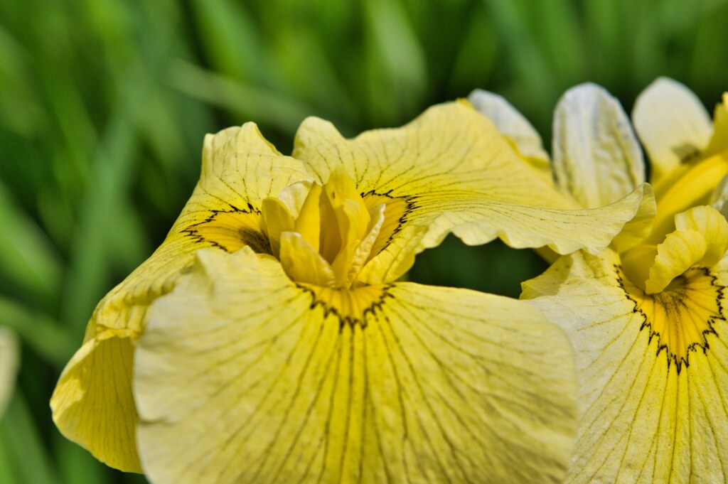 花菖蒲