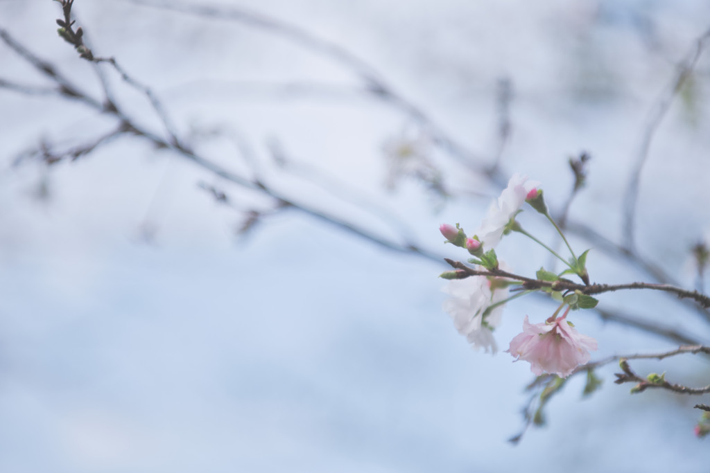 十月桜