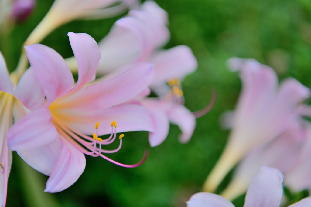Flowers in my grandmother's garden 1☆