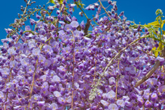 やさしさ　花言葉