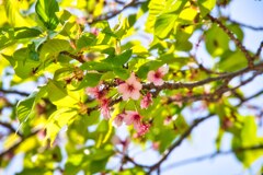 葉桜☆