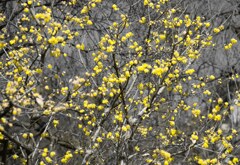 蠟梅の花