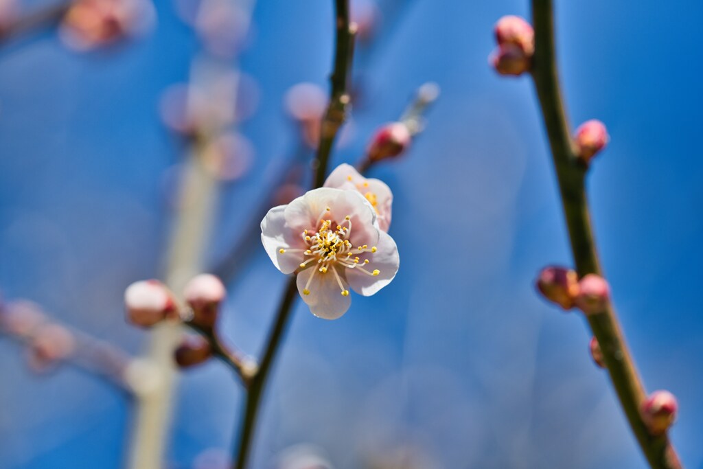 春告草