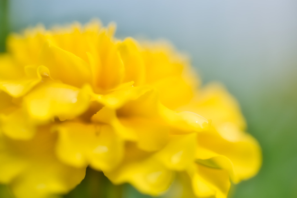 聖母マリアの黄金の花☆