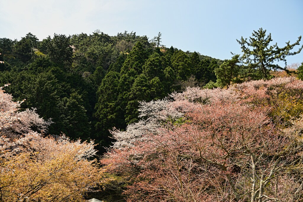 色とりどりの桜