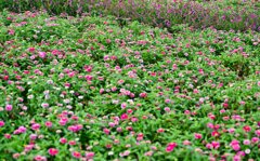 pinkの花畑　新潟ふるさと村