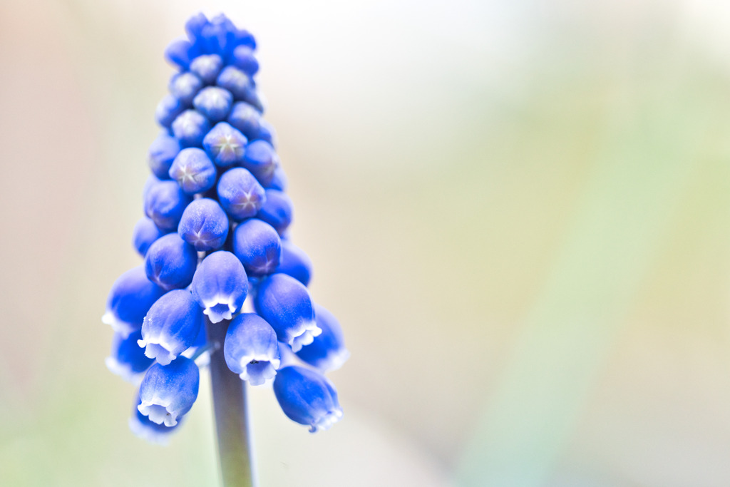 Muscari☆