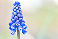 Muscari☆