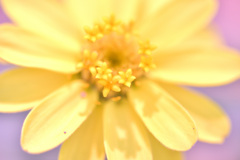 小さな花