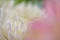 花言葉は・・・