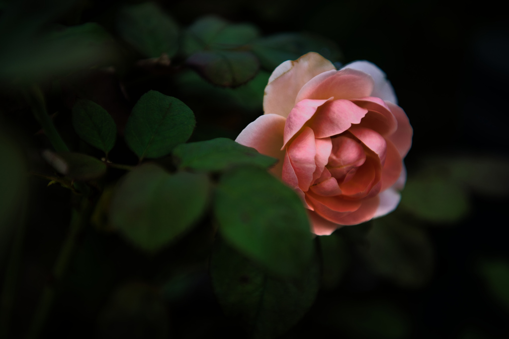 Light pink rose