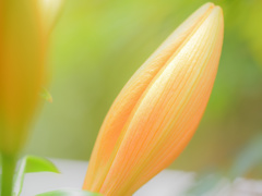 柔らかな・・・☆