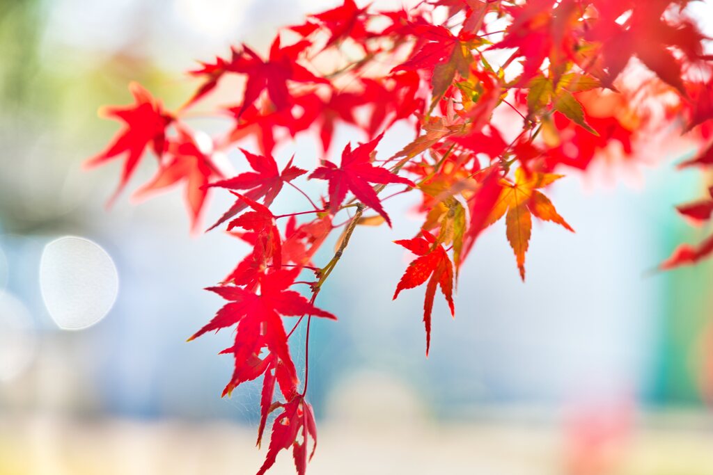 今年の紅葉