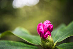 どんな花？