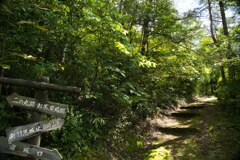 山道散歩　向羽黒山城