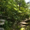 山道散歩　向羽黒山城