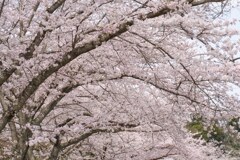 近所の桜☆