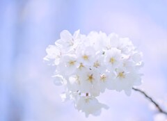 淡色の桜花