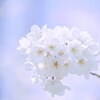 淡色の桜花