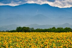 山と向日葵