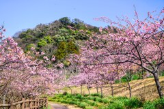 頼朝桜並木☆