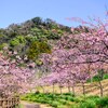 頼朝桜並木☆