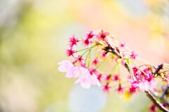 散る桜　残る桜も　散る桜 
