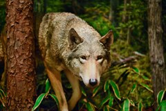 ニホンオオカミ　模型国立歴史民俗博物館