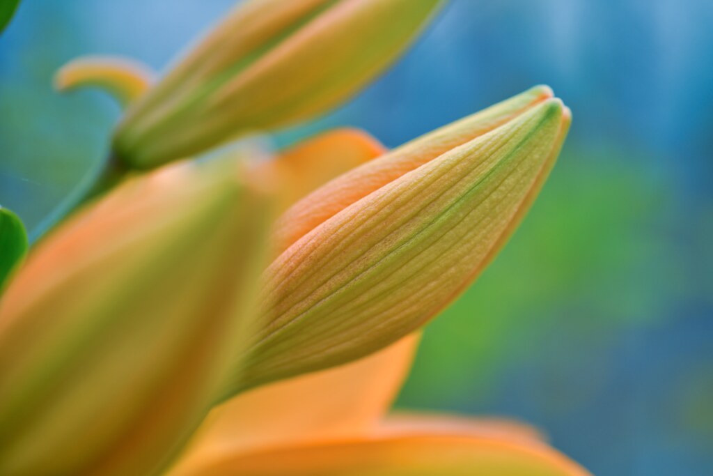 lily bud