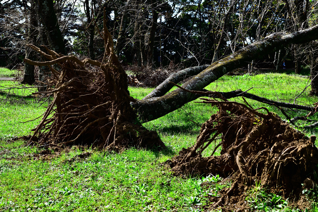 台風の爪痕