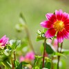 ダリア　新潟ふるさと村 
