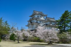 桜と天守　伊賀上野城跡